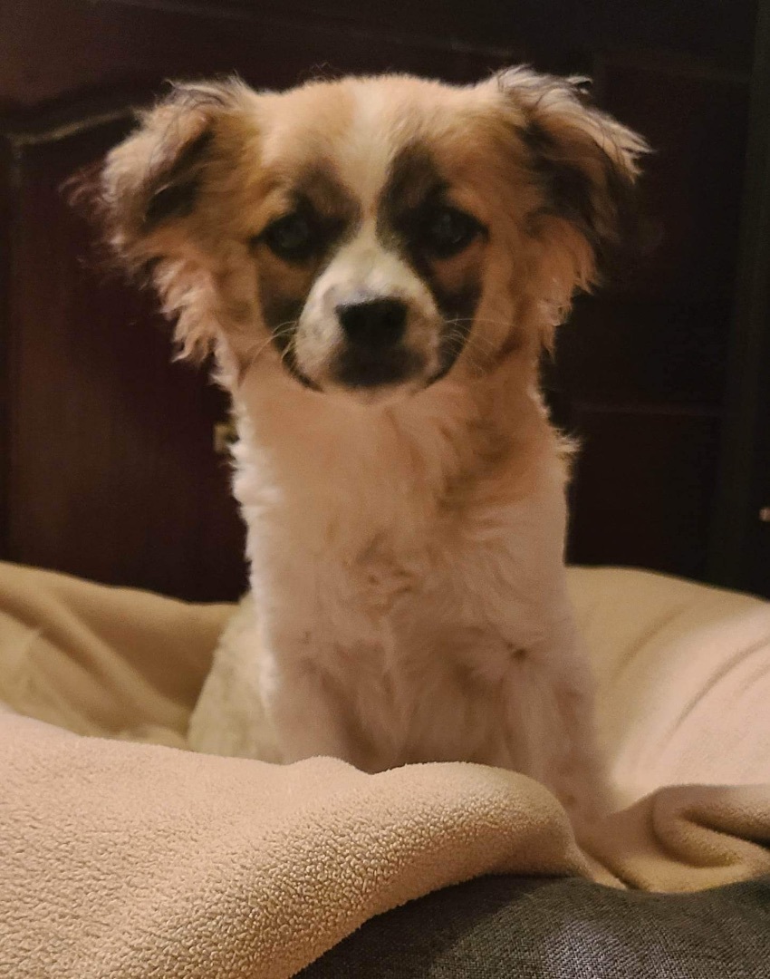 Brogan, an adoptable Pomeranian, Chihuahua in Grand Prairie, TX, 75050 | Photo Image 3
