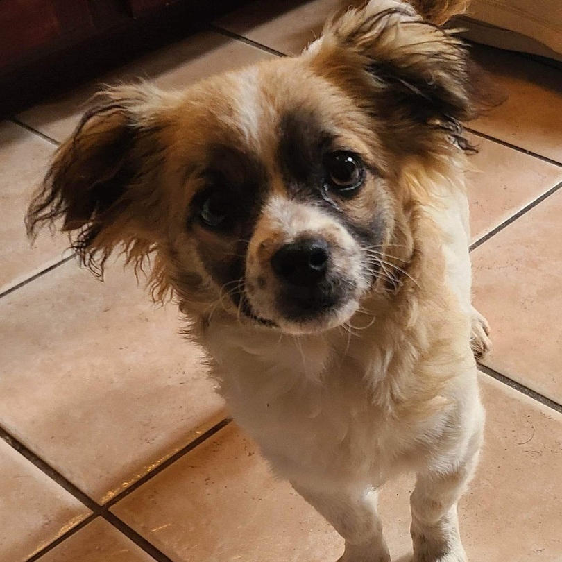 Brogan, an adoptable Pomeranian, Chihuahua in Grand Prairie, TX, 75050 | Photo Image 5