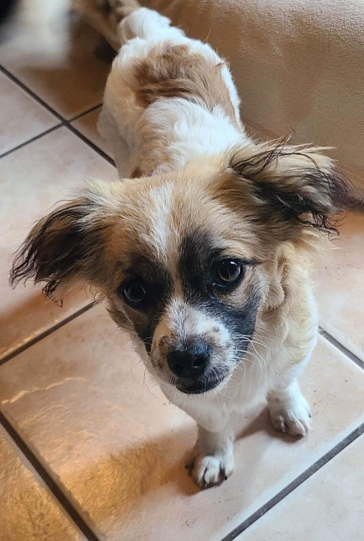 Brogan, an adoptable Pomeranian, Chihuahua in Grand Prairie, TX, 75050 | Photo Image 6