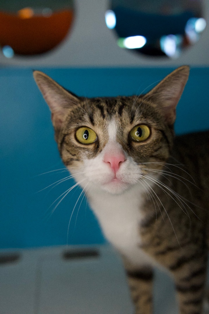Oscar the Grouch , an adoptable Domestic Short Hair in Los Angeles, CA_image-1