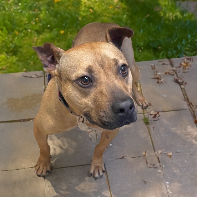 Bubba, an adoptable Pit Bull Terrier in Little Rock, AR, 72207 | Photo Image 1