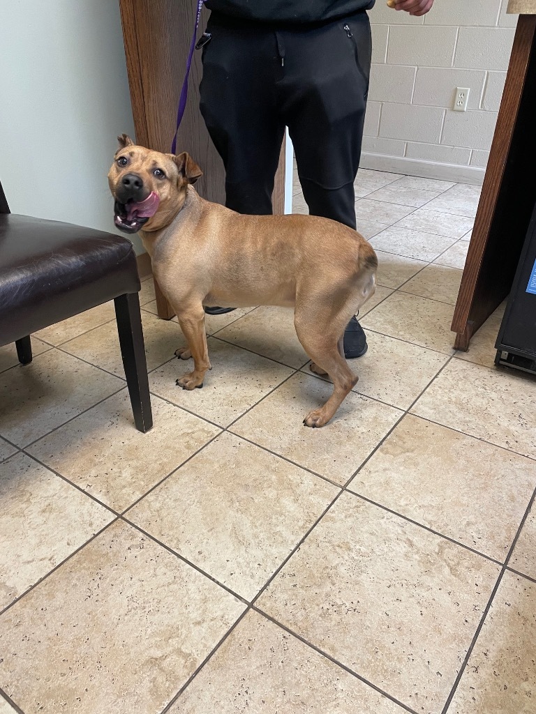 Bubba, an adoptable Pit Bull Terrier in Little Rock, AR, 72207 | Photo Image 2