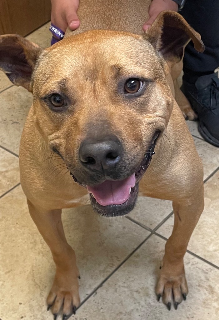 Bubba, an adoptable Pit Bull Terrier in Little Rock, AR, 72207 | Photo Image 3