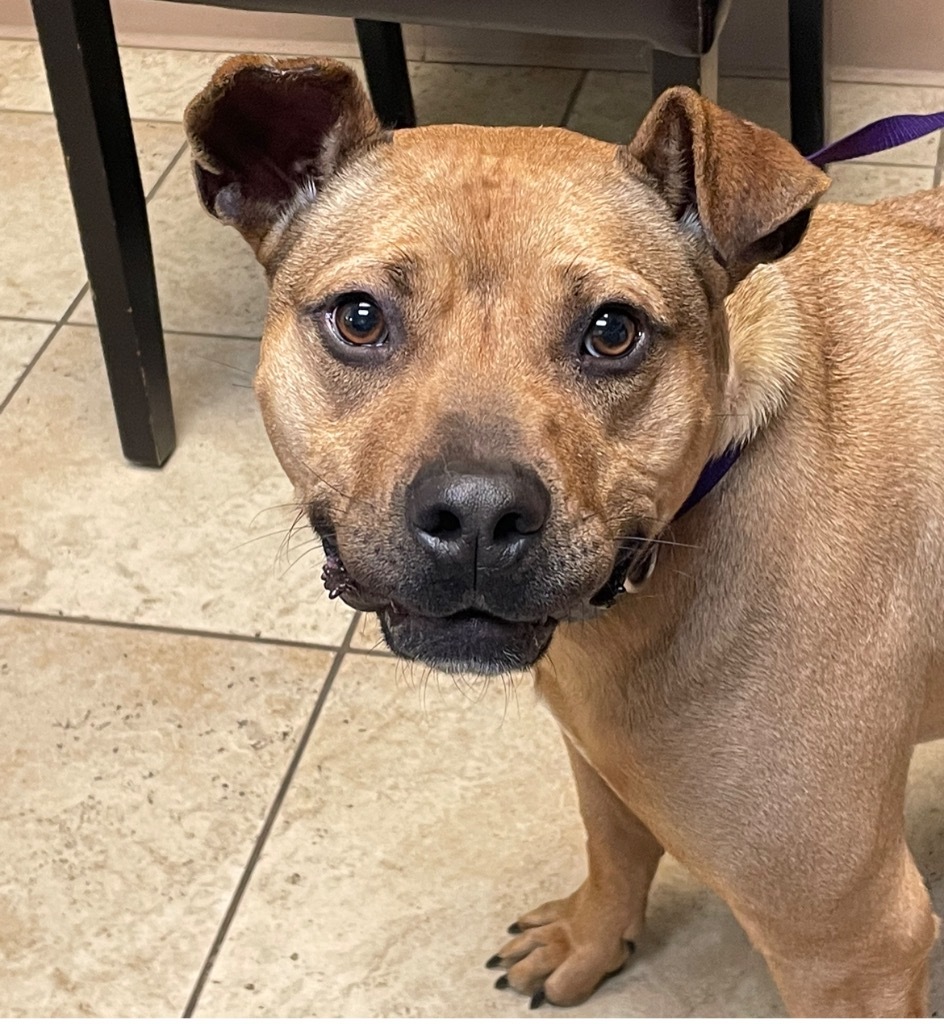 Bubba, an adoptable Pit Bull Terrier in Little Rock, AR, 72207 | Photo Image 4