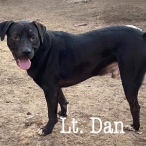 Lt. Dan, Adult Male Black Labrador Retriever