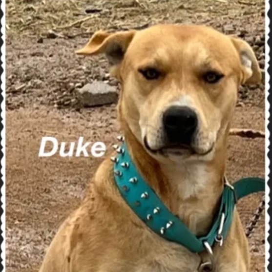 Duke , an adoptable Retriever in Canyon, TX, 79015 | Photo Image 1