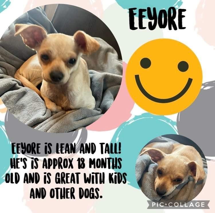 Eeyore, an adoptable Pug, Chihuahua in Texarkana, TX, 75503 | Photo Image 1