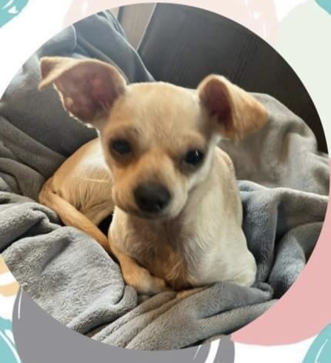 Eeyore, an adoptable Pug, Chihuahua in Texarkana, TX, 75503 | Photo Image 2