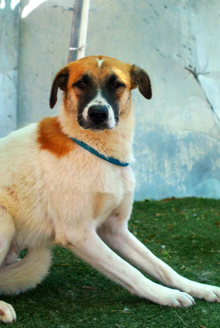 Jack russell irish sales terrier mix