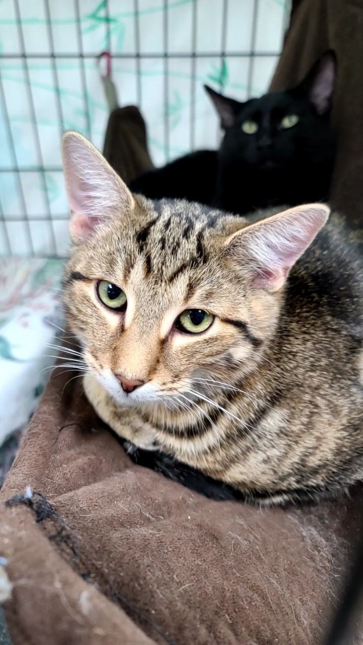 Chevy, an adoptable Tabby & Domestic Short Hair Mix in Monroe, MI_image-2