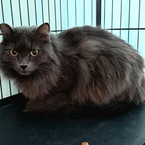 Giorgy, an adoptable Domestic Long Hair, Nebelung in North Hollywood, CA, 91605 | Photo Image 1