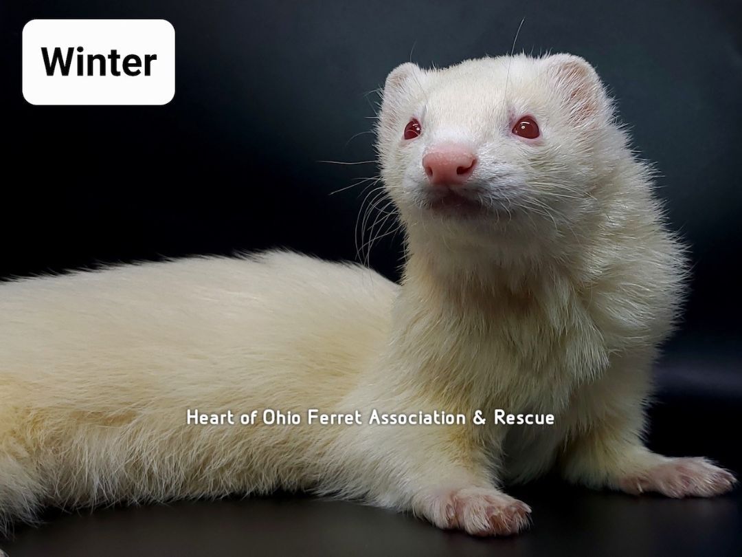 Ferret for adoption Winter & Riley, a Ferret in Columbus, OH Petfinder