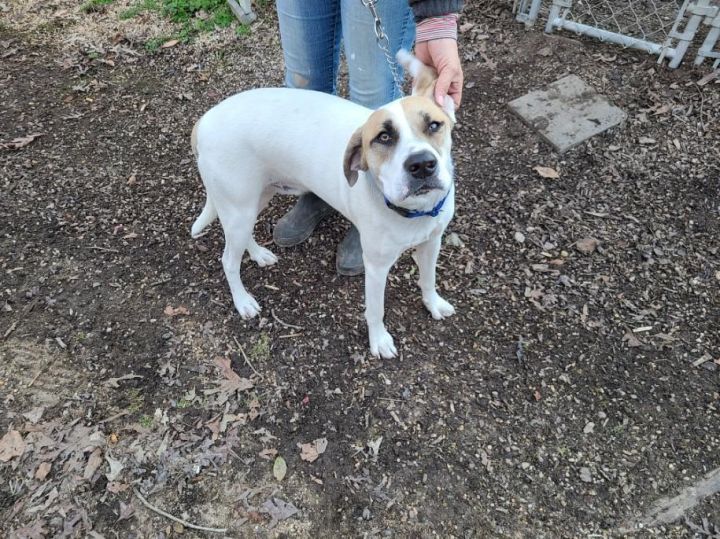 Charlie, an adoptable Hound & Treeing Walker Coonhound Mix in La Plata, MD_image-2