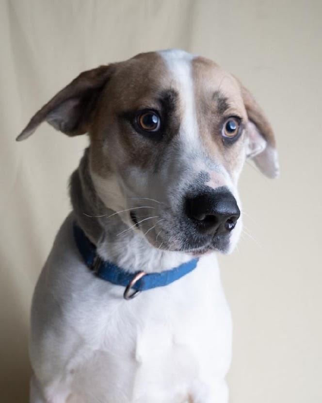 Charlie, an adoptable Hound & Treeing Walker Coonhound Mix in La Plata, MD_image-4