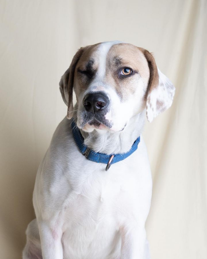 Charlie, an adoptable Hound & Treeing Walker Coonhound Mix in La Plata, MD_image-5