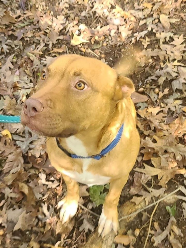 Foxy, an adoptable Pit Bull Terrier & Vizsla Mix in La Plata, MD_image-5
