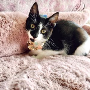 Paula BW, Baby Female Domestic Short Hair