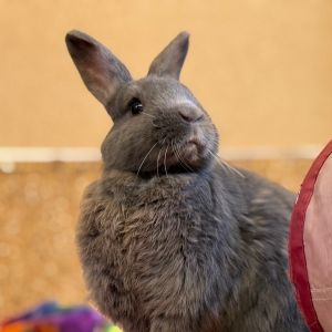 Sterling, Adult Female unknown