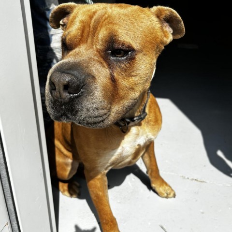 Regis, an adoptable Bullmastiff Mix in Clarksdale, MS_image-1