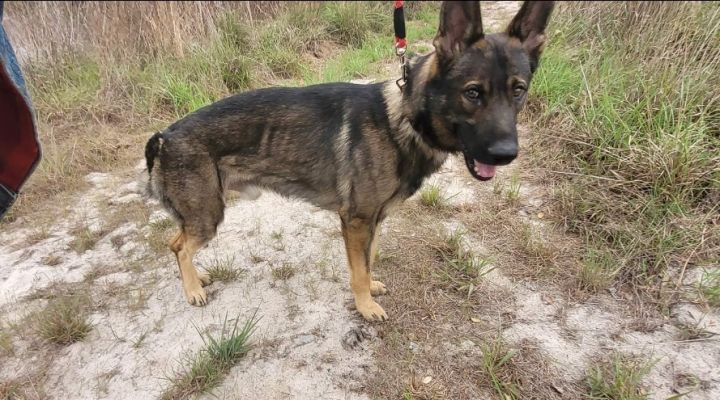 Bo - Rehoming Post, an adoptable German Shepherd Dog in Weatherford, TX_image-1