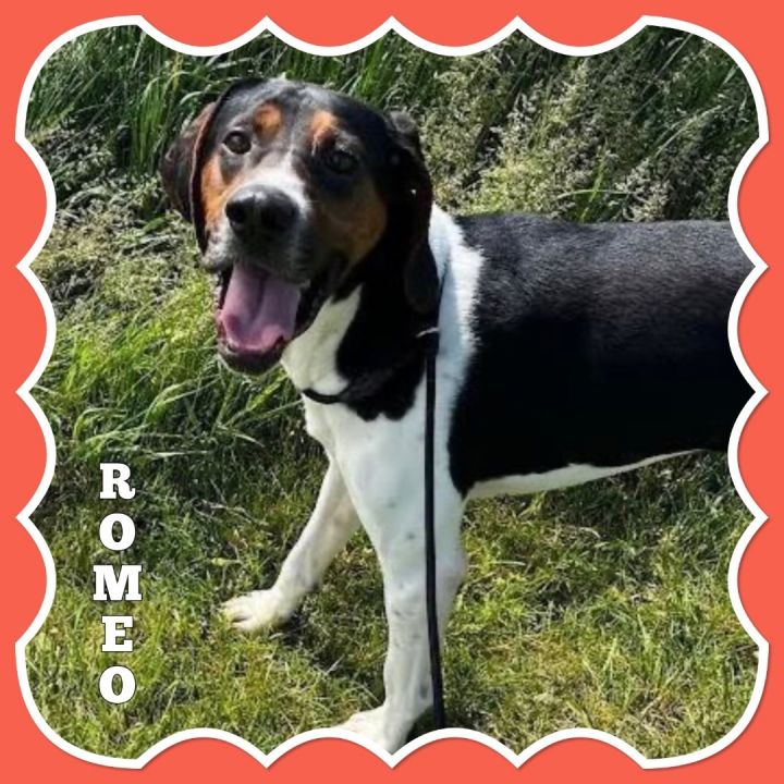 Romeo, an adoptable Coonhound in Mokena, IL_image-6