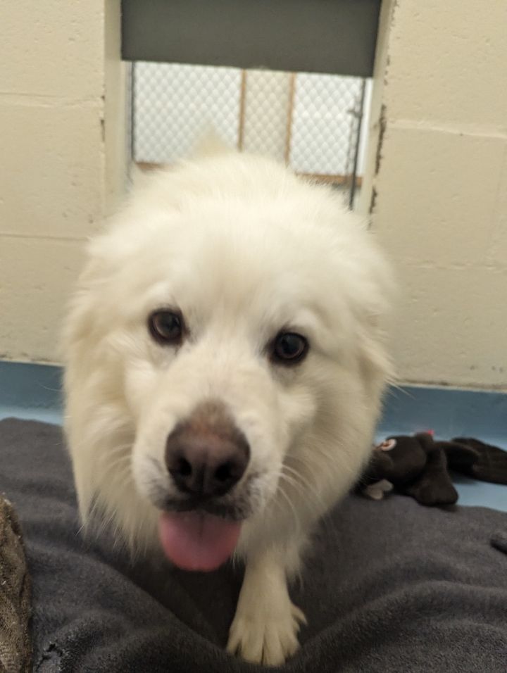 Toto, an adopted American Eskimo Dog in Brockton, MA_image-2
