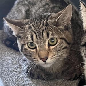 Jax