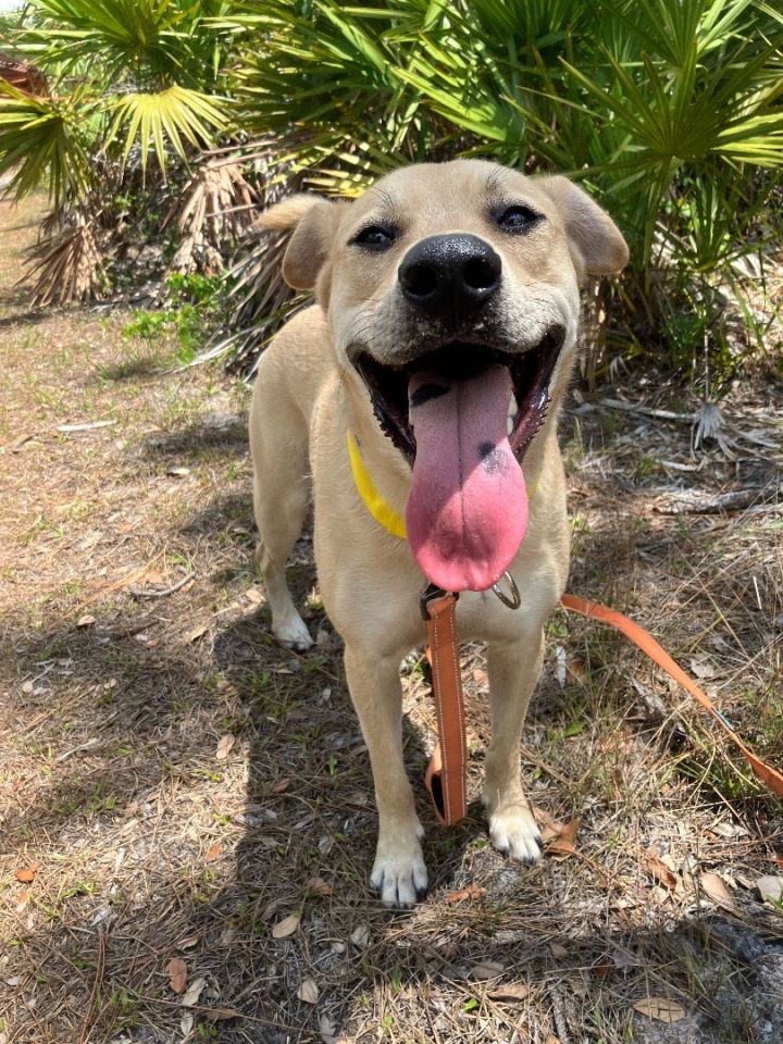 Taz, an adoptable Labrador Retriever & Husky Mix in Fort Myers, FL_image-3