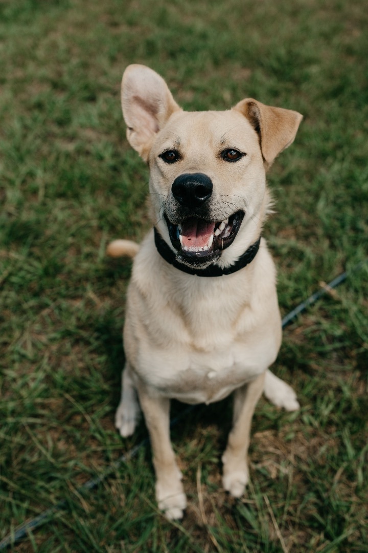 Taz, an adoptable Labrador Retriever & Husky Mix in Fort Myers, FL_image-1