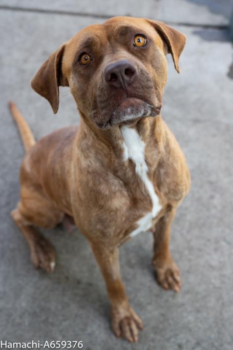 HAMACHI, an adoptable Mastiff Mix in Sacramento, CA_image-1