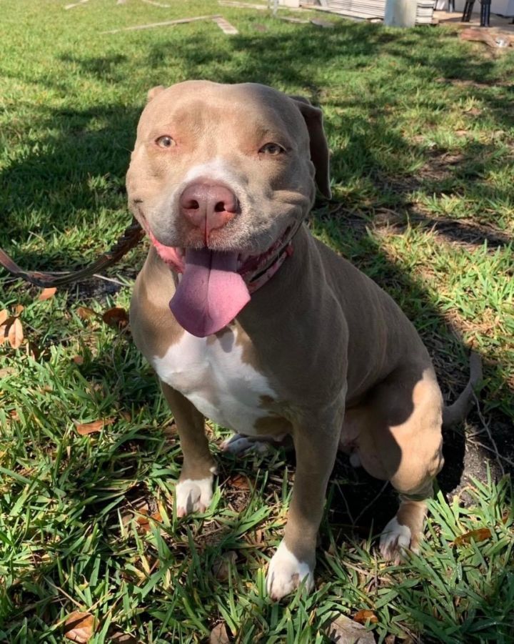 Mazie, an adoptable American Staffordshire Terrier & American Bully Mix in Fort Myers, FL_image-1