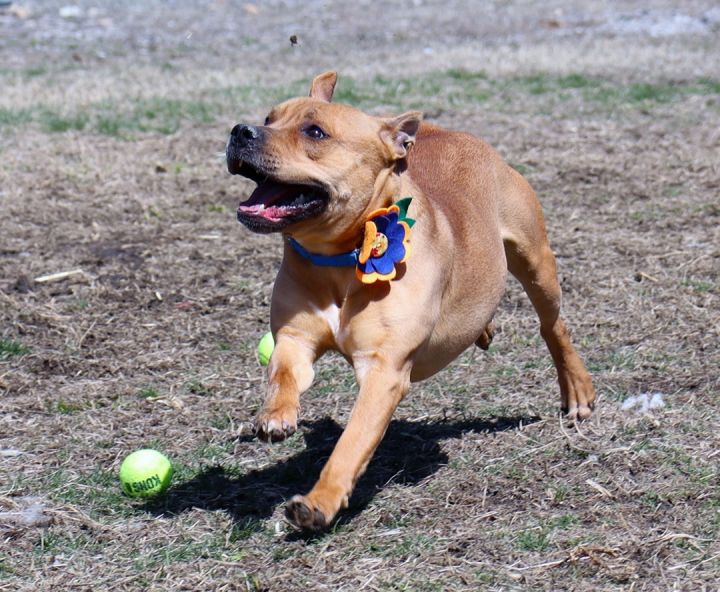 Bumpy (AO28102), an adoptable American Bulldog Mix in Kansas City, KS_image-5