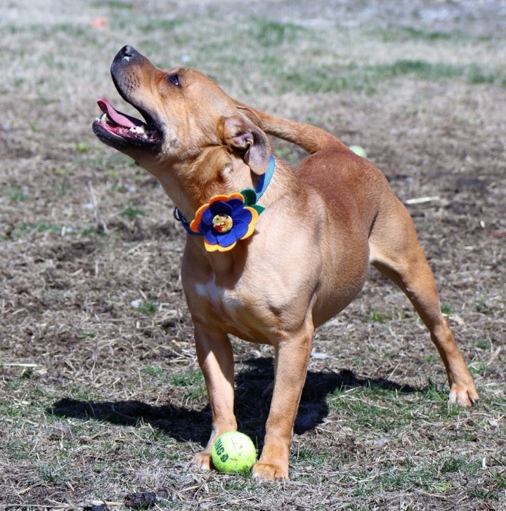 Bumpy (AO28102), an adoptable American Bulldog Mix in Kansas City, KS_image-6