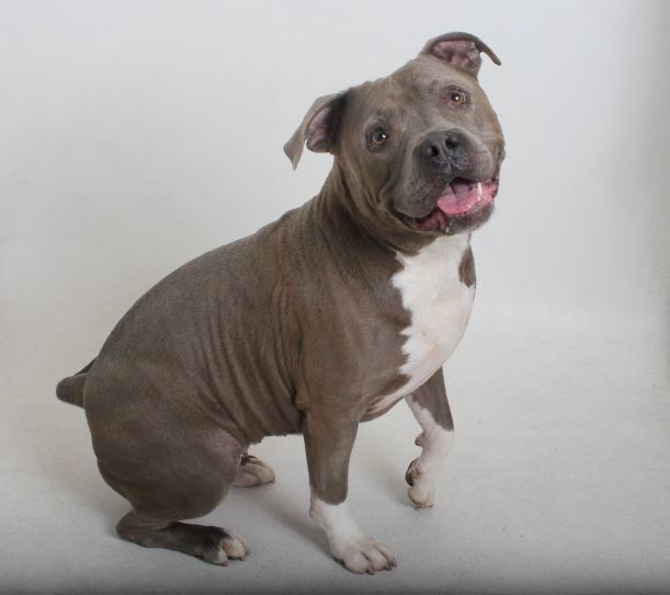 Missy, an adoptable Pit Bull Terrier in Redding, CA_image-1