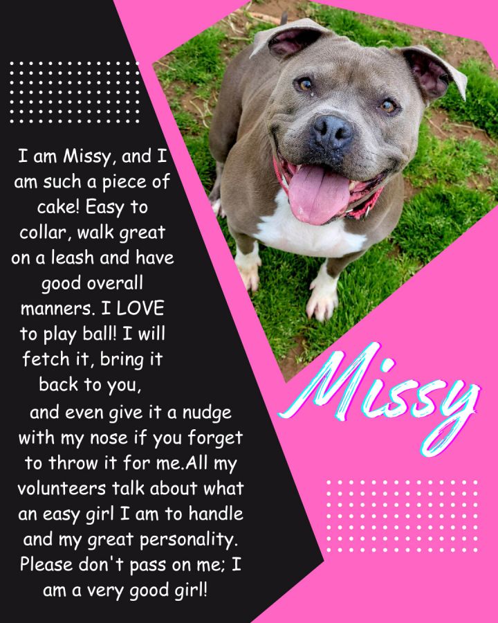 Missy, an adoptable Pit Bull Terrier in Redding, CA_image-3