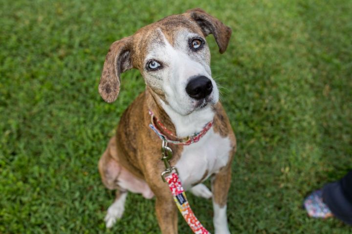 Ginger, an adoptable Catahoula Leopard Dog & Hound Mix in Fort Myers, FL_image-5