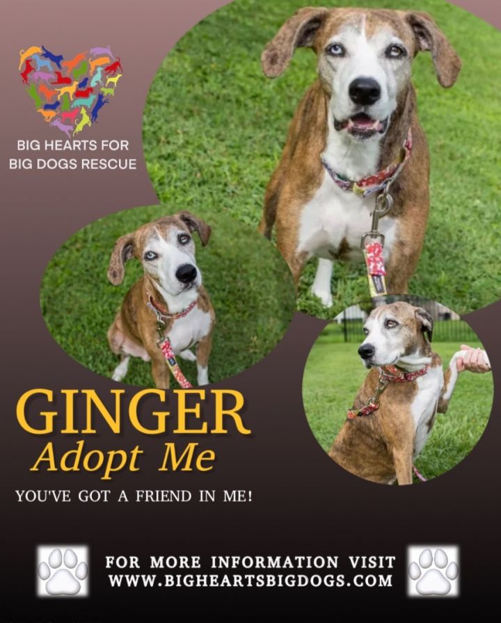 Ginger, an adoptable Catahoula Leopard Dog & Hound Mix in Fort Myers, FL_image-6