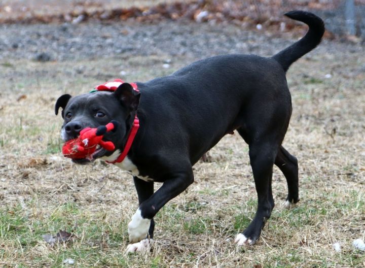 Letti Lou (AO28099), an adoptable Pit Bull Terrier Mix in Kansas City, KS_image-4