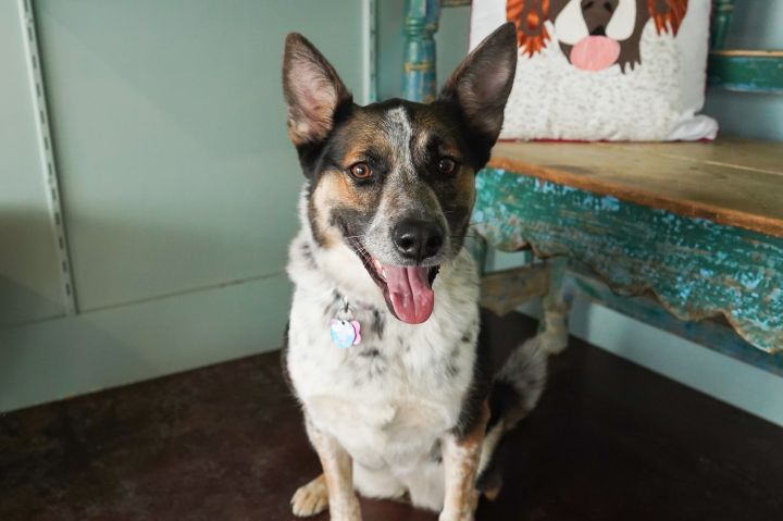 Lahna, an adoptable Australian Cattle Dog / Blue Heeler & Shepherd Mix in San Antonio, TX_image-4
