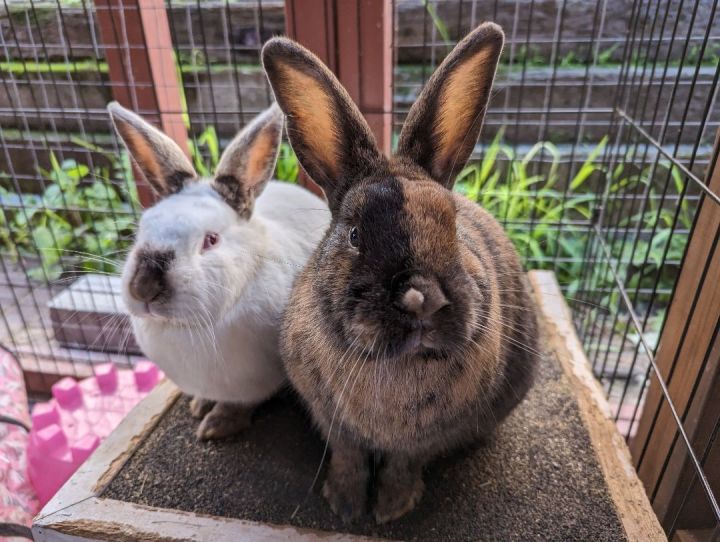 Outlaw & Tennessee Whisky, an adoptable Bunny Rabbit & American Mix in El Sobrante, CA_image-2