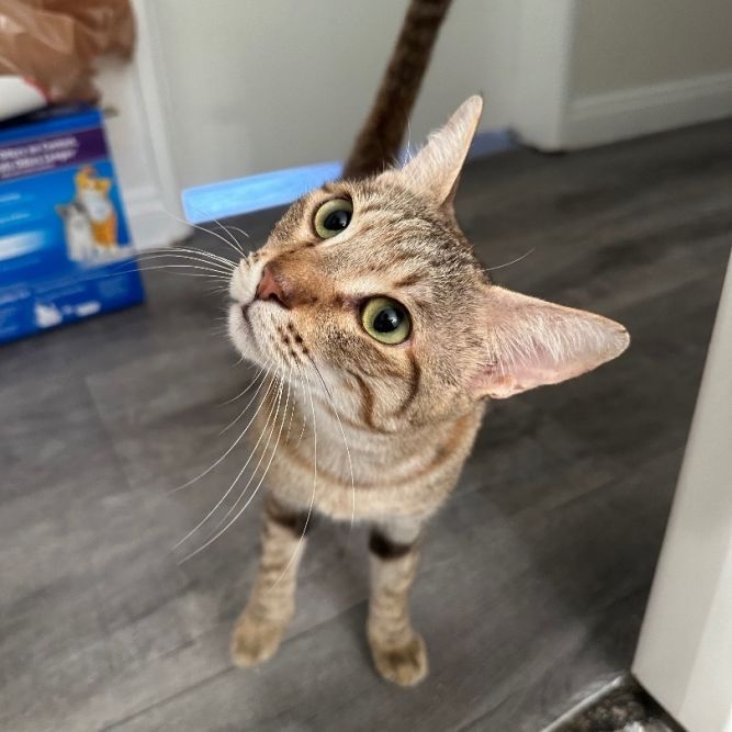 Blossom (I have a head tilt!)