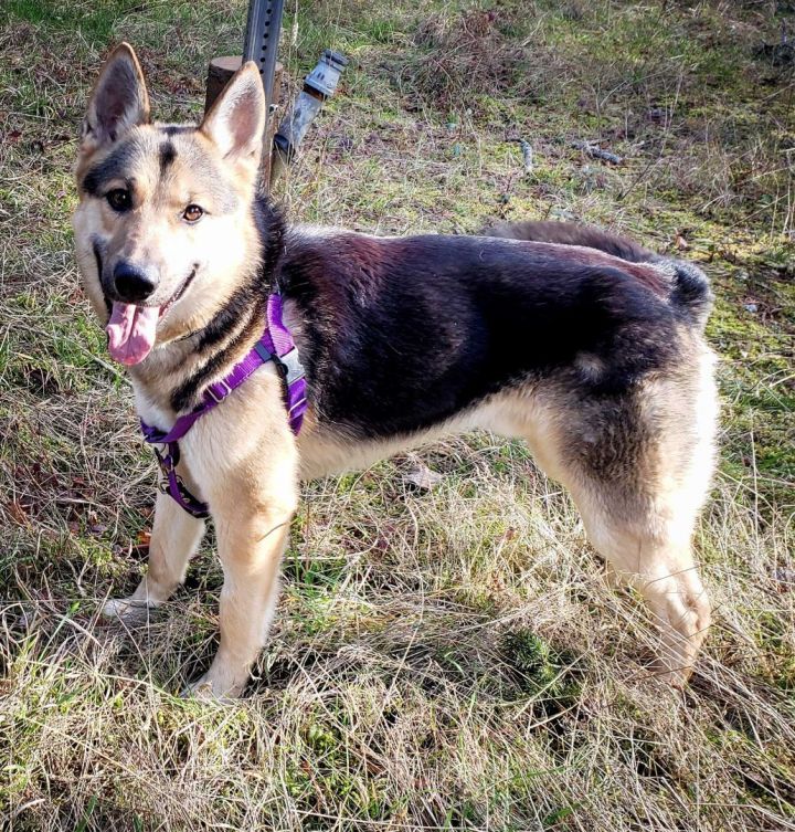 Joey, an adoptable German Shepherd Dog Mix in Port Townsend, WA_image-3
