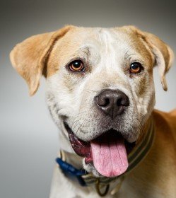 Panky, an adoptable Labrador Retriever Mix in Hillsboro, NH_image-1