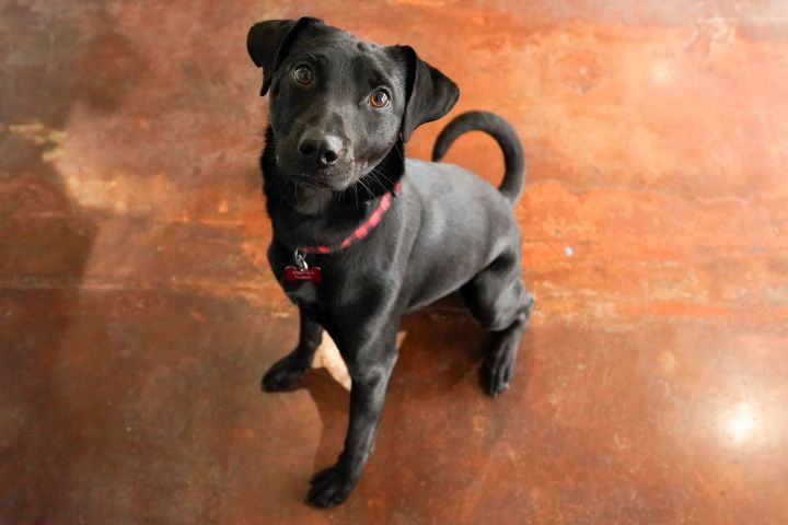 Guinness, an adoptable Black Labrador Retriever & Shar-Pei Mix in San Antonio, TX_image-3