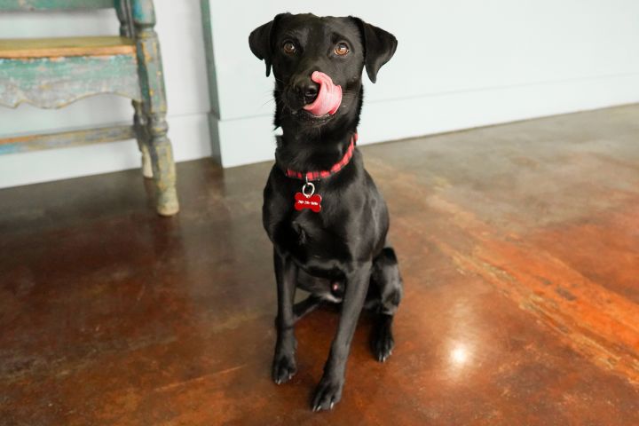 Guinness, an adoptable Black Labrador Retriever & Shar-Pei Mix in San Antonio, TX_image-4