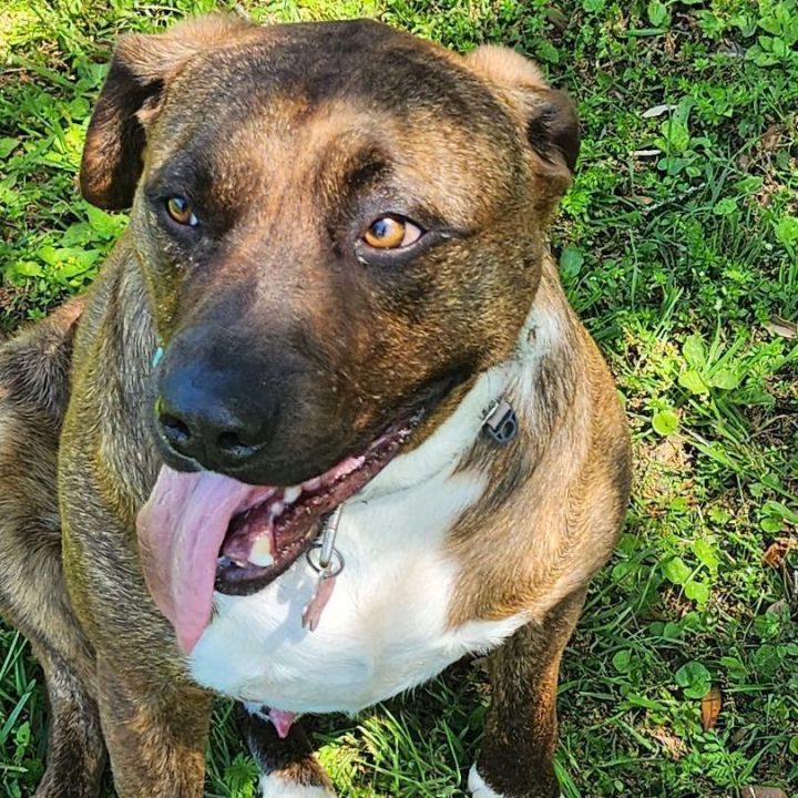 Dexter , an adoptable Mixed Breed in Brenham, TX_image-2