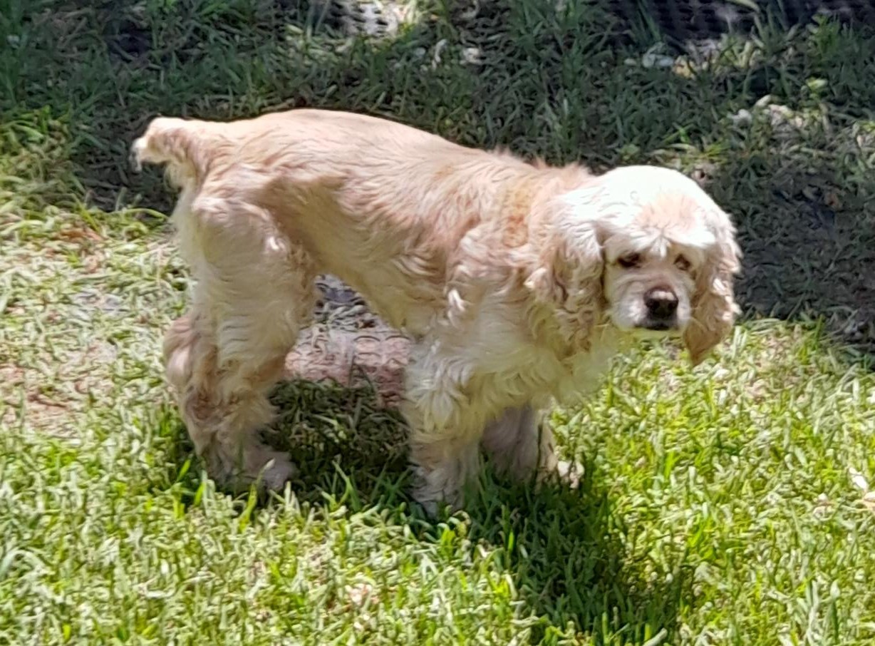 Sandy H 23050, an adoptable Cocker Spaniel in Parker, CO, 80134 | Photo Image 1