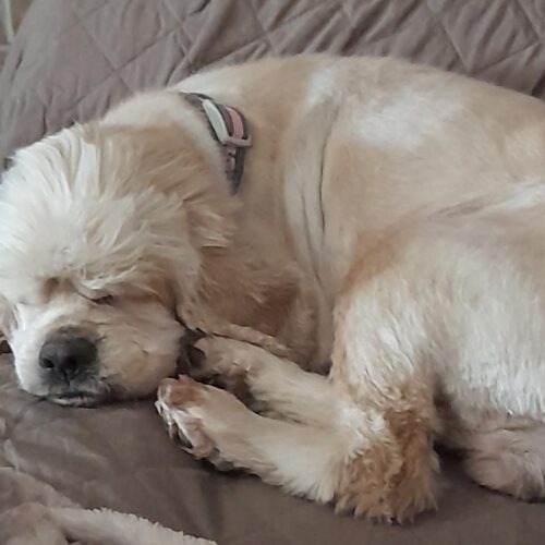 Sandy H 23050, an adoptable Cocker Spaniel in Parker, CO, 80134 | Photo Image 2