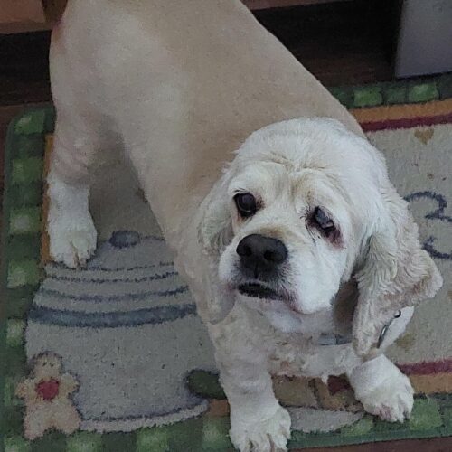 Sandy H 23050, an adoptable Cocker Spaniel in Parker, CO, 80134 | Photo Image 3