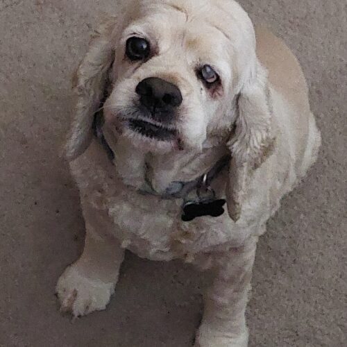 Sandy H 23050, an adoptable Cocker Spaniel in Parker, CO, 80134 | Photo Image 4